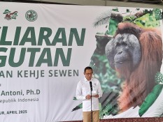 Balai KSDA Kaltim Selamatkan 28 Orang Utan Hingga Maret 2025