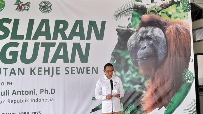 Balai KSDA Kaltim Selamatkan 28 Orang Utan Hingga Maret 2025