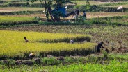 Indramayu Lakukan Percepatan Tanam Padi di Lahan 11.000 Hektare