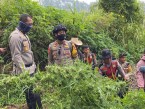 Kronologi 4 Pemuda di Sumbar Nekat Edarkan 47 Kg Ganja