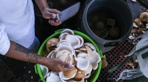 Perubahan Iklim dan Cuaca Ekstrem Biang Kerok Harga Tinggi Kelapa
