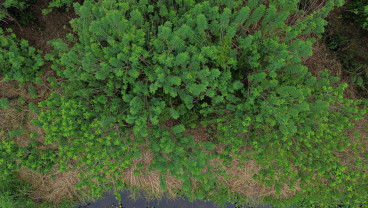 Pohon Gamal Untuk Bahan Baku Biomassa