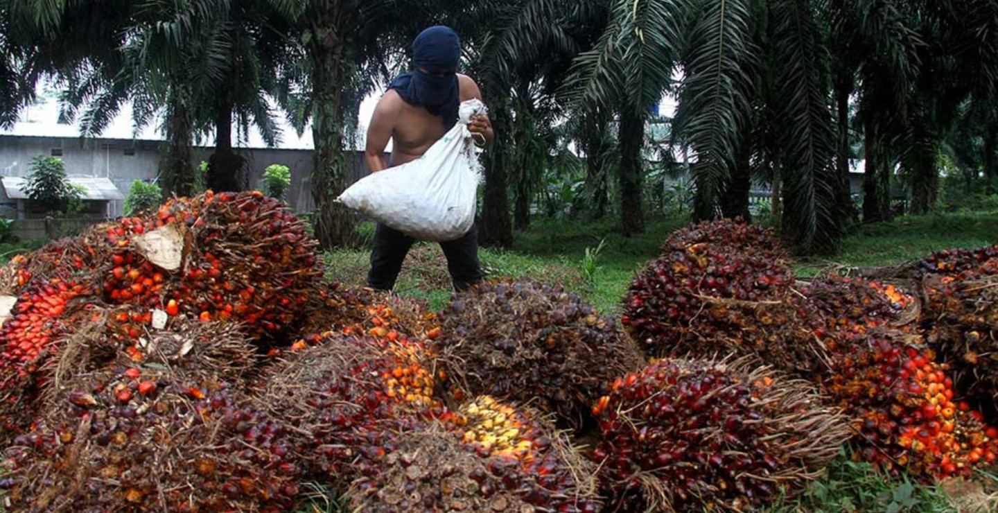 Palm Oil Producers Eye Expansion Amid Upbeat Outlook