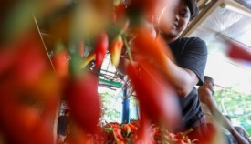 Harga Cabai Kompak Turun
