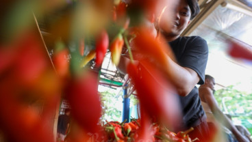 Harga Cabai Kompak Turun