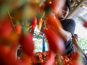 Harga Cabai Kompak Turun