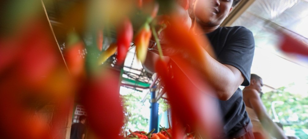 Harga Cabai Kompak Turun