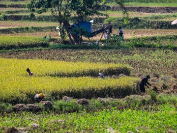 Kala Lahan Sawah Makin Menyusut dan Beralih Jadi Hutan Beton Perumahan
