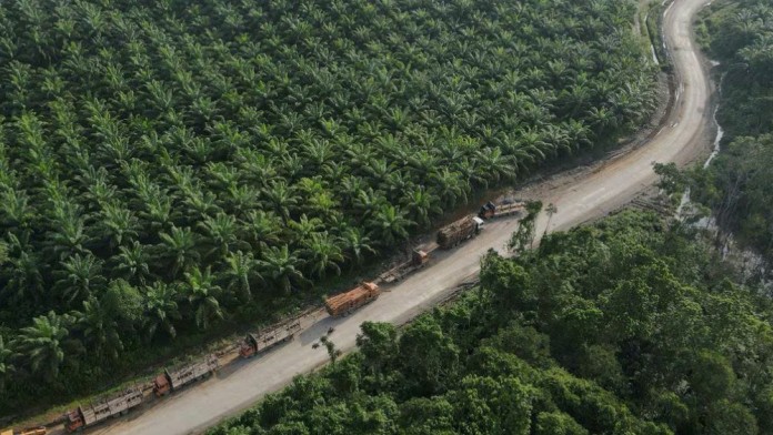 Daya Dukung Lingkungan Indonesia Dekati Ambang Batas karena Ekspansi Sawit