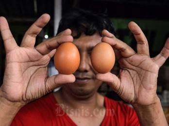 Terungkap! Ilmuwan Sebut Ayam Lebih Dulu Ada daripada Telur