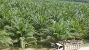 Jelang Akuisisi oleh Taipan Ciliandra Fangiono, ANJT Balikkan Rugi jadi Laba di Kuartal I/2025