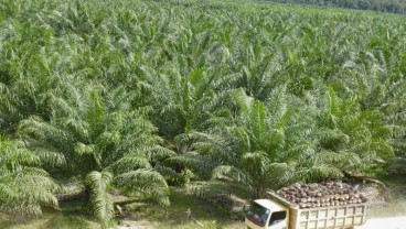 Jelang Akuisisi oleh Taipan Ciliandra Fangiono, ANJT Balikkan Rugi jadi Laba di Kuartal I/2025