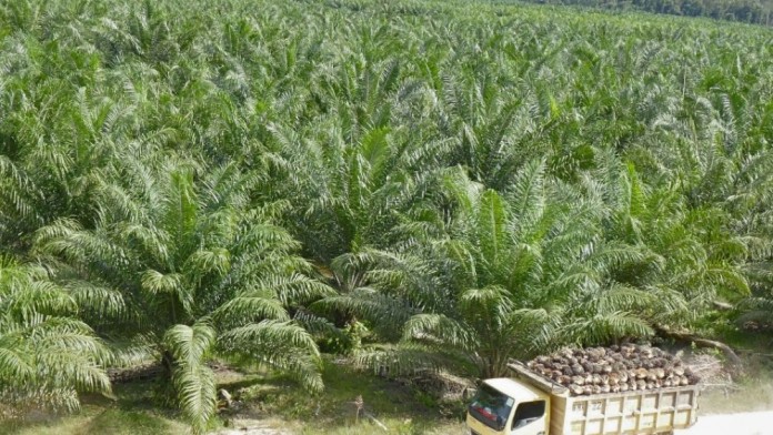 Jelang Akuisisi oleh Taipan Ciliandra Fangiono, ANJT Balikkan Rugi jadi Laba di Kuartal I/2025