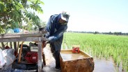 Mentan Amran Sebut Stok Beras Sentuh Rekor Tertinggi dalam 23 Tahun