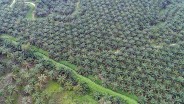 Penerimaan Negara di Riau Tembus Rp6,77 Triliun, Melonjak 76,93% pada Kuartal I/2025