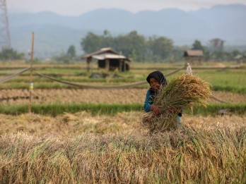 BPS Ungkap Penyebab Nilai Tukar Petani Turun April 2025