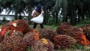 Palm Oil Industry: Indonesia Seeks New Export Markets