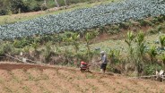 Nilai Tukar Petani Sulsel pada April 2025 Turun 1,96%, Ini Penyebabnya!