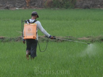 Penyerapan Gabah di Sumsel Hingga April Sudah 81.000 Ton