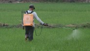Penyerapan Gabah di Sumsel Hingga April Sudah 81.000 Ton