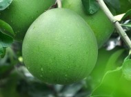 Buah-Buahan yang Bagus untuk Hati dan Bisa Cegah Penyakit Kronis