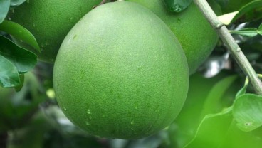 Buah-Buahan yang Bagus untuk Hati dan Bisa Cegah Penyakit Kronis