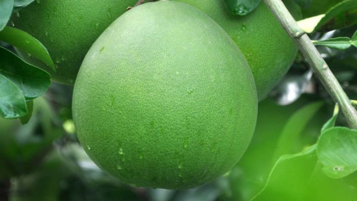 Buah-Buahan yang Bagus untuk Hati dan Bisa Cegah Penyakit Kronis