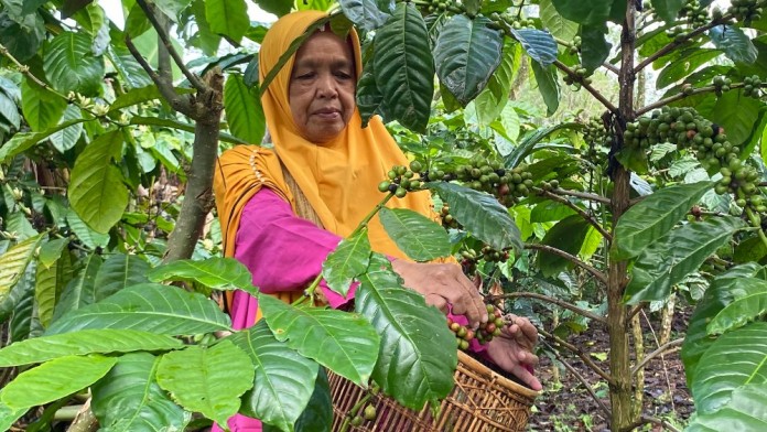 Nilai Tukar Petani di Sumsel Merosot 7,12% pada April 2025