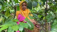 Nilai Tukar Petani di Sumsel Merosot 7,12% pada April 2025