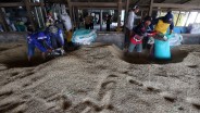 BPS: Harga Beras Premium-Medium Turun di Penggilingan pada April 2025
