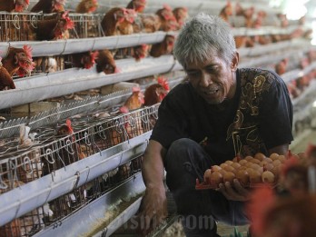 Peternak Berpotensi Merugi, Harga Daging Ayam Ras Makin Murah Mei 2025