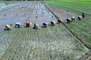 BPS Mencatat Nilai Tukar Petani Provinsi Jawa Timur Pada April 2025 Turun 1,92%