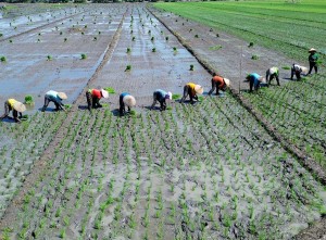 BPS Mencatat Nilai Tukar Petani Provinsi Jawa Timur Pada April 2025 Turun 1,92%