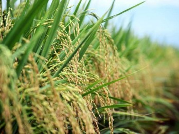 Padi Lokal Cirebon Tembus Filipina, Petani Butuh Hak Paten