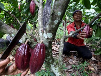 Tekanan Berganda Pasokan Kakao dan Cokelat Dunia