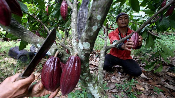 Tekanan Berganda Pasokan Kakao dan Cokelat Dunia
