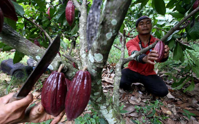 Tekanan Berganda Pasokan Kakao dan Cokelat Dunia