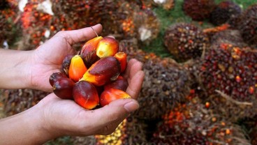 Rapor Hijau Emiten Sawit TLDN, AALI, hingga TAPG Berseri Awal Tahun
