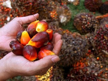 Rapor Hijau Emiten Sawit TLDN, AALI, hingga TAPG Berseri Awal Tahun