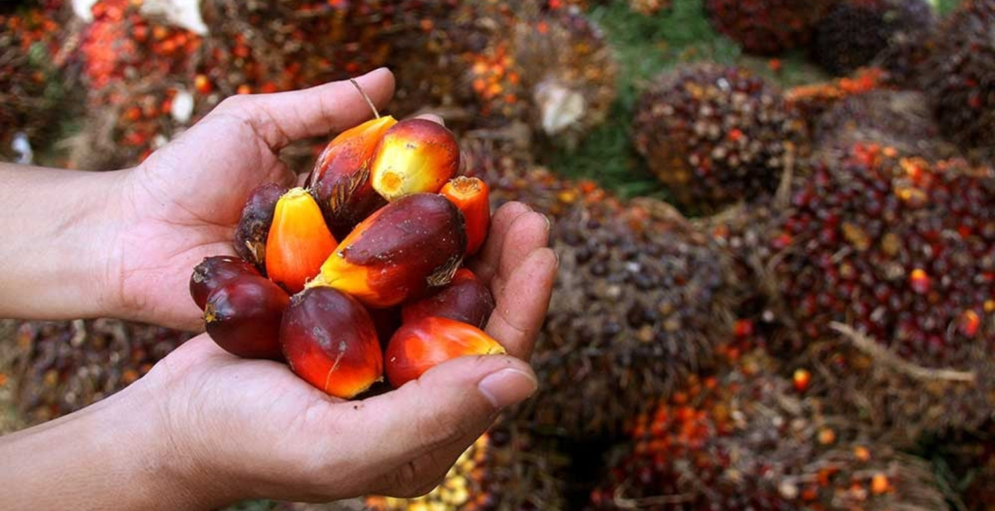 Rapor Hijau Emiten Sawit TLDN, AALI, hingga TAPG Berseri Awal Tahun