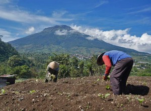 Musim Tanam Tembakau Tahun Ini Mundur Akibat Anomali Cuaca