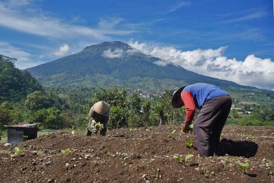 Musim Tanam Tembakau Tahun Ini Mundur Akibat Anomali Cuaca