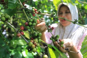 Harga Biji Kopi Kering Jenis Robusta di Tingkat Petani Mencapai Rp95.000 Per Kilogram