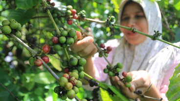 Harga Biji Kopi Kering Jenis Robusta di Tingkat Petani Mencapai Rp95.000 Per Kilogram