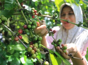 Harga Biji Kopi Kering Jenis Robusta di Tingkat Petani Mencapai Rp95.000 Per Kilogram
