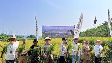Petani Lahan Pengganti PLTU Batang Gelar Panen Raya Padi