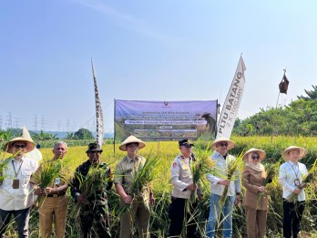 Petani Lahan Pengganti PLTU Batang Gelar Panen Raya Padi