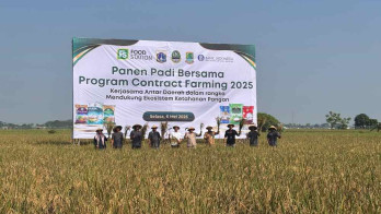 Jaga Pasokan Beras, Pemprov Jakarta Gandeng Karawang untuk Produksi Padi