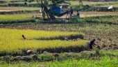 Sulitnya Petani Cirebon Dapat Lahan Demplot Varietas Padi Baru