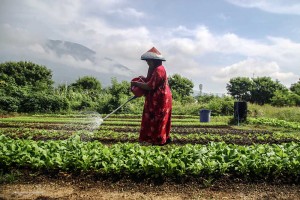 Nilai Tukar Petani di Provinsi Maluku Utara Naik 0,53% Pada Maret 2025